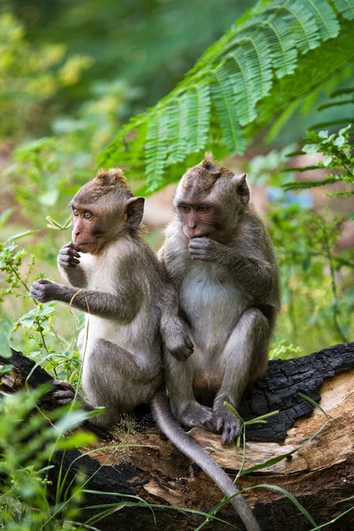 Deux Macaque assis sur l'arbre — Photo