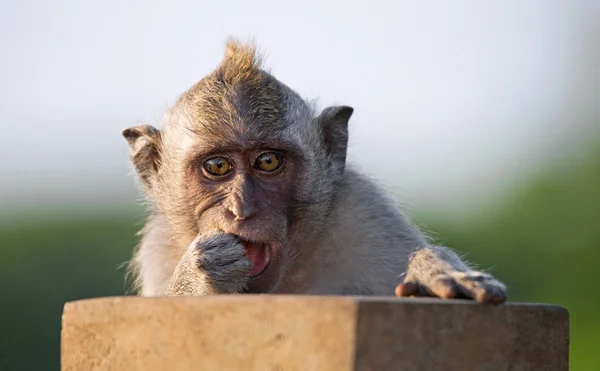 Macaque ritratto da vicino . — Foto Stock