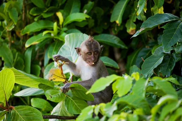 Macaco seduto su un albero . — Foto Stock