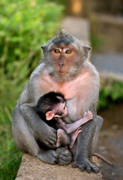 Mère Macaque avec un bébé — Photo