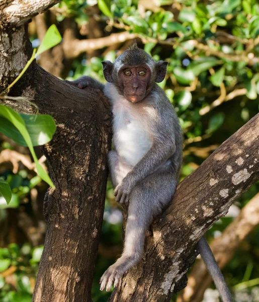 원숭이 나무에 앉아. — 스톡 사진