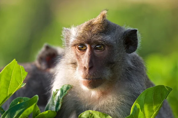짧은 꼬리 원숭이 가까이 초상화. — 스톡 사진