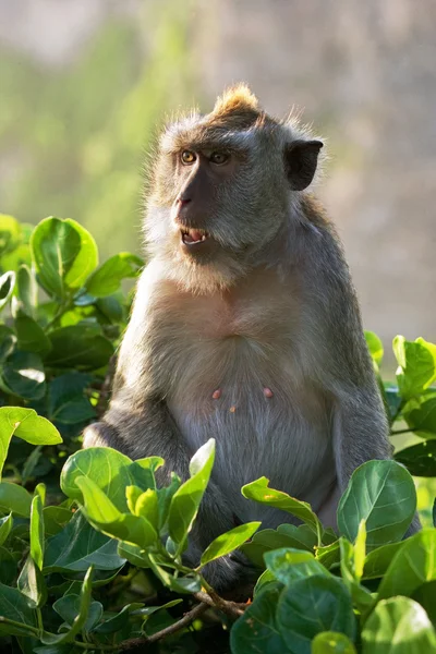 Macaque assis sur un arbre . — Photo