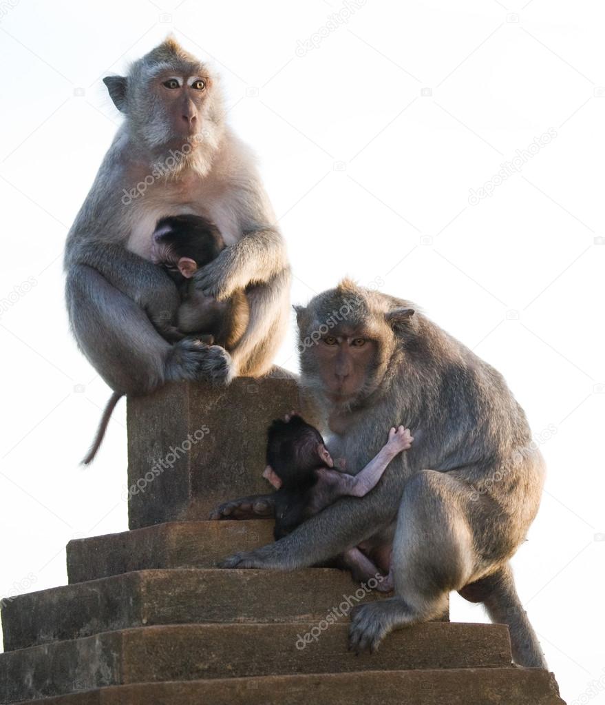 Two mother Macaques