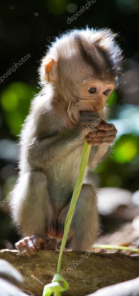 Bebe Macaque Images Libres De Droit Photos De Bebe Macaque Depositphotos