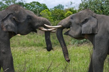 Koca dişli ile iki filler