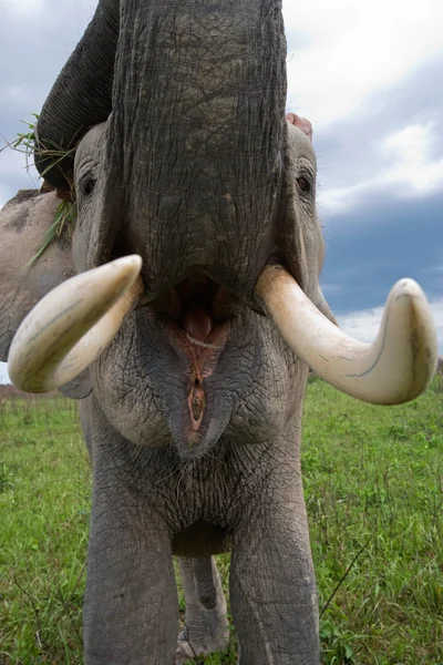 Egy nagy elefánt — Stock Fotó