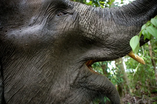 Un elefante grande —  Fotos de Stock