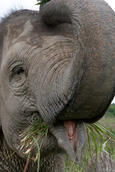 Un elefante grande — Foto de Stock