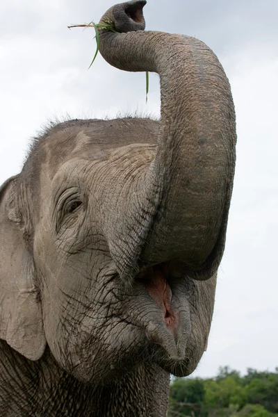 En stor elefant — Stockfoto