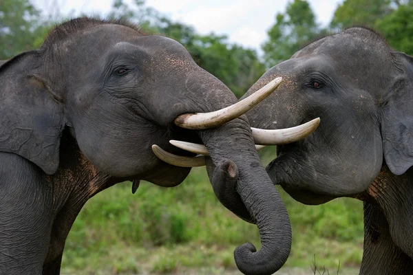 Twee olifanten met grote tanden — Stockfoto