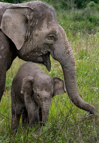 Cuddling elephant and baby elephant — Stock Photo, Image