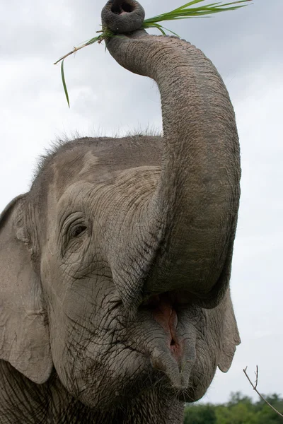 Bir büyük fil — Stok fotoğraf
