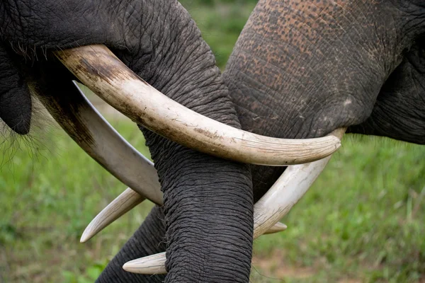 Два слона с большими зубами — стоковое фото
