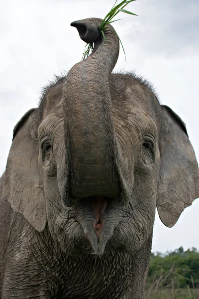 Een grote olifant — Stockfoto