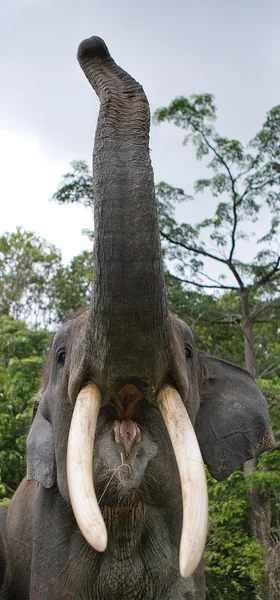 En stor elefant — Stockfoto