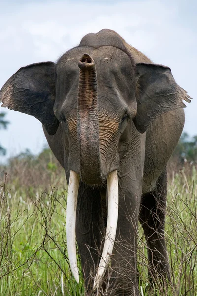 Um elefante grande — Fotografia de Stock