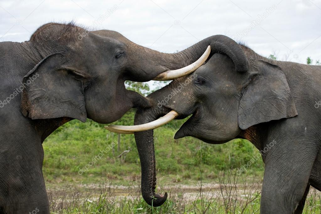 Two Elephants with large teeth
