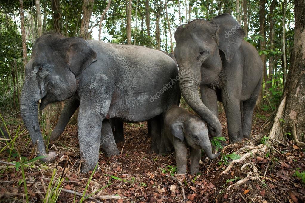 Câlins éléphants et bébé éléphant image libre de droit par GUDKOVANDREY