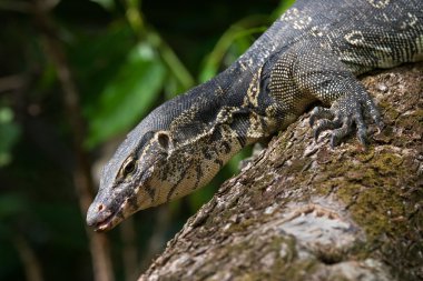 Bir Varan portre resmi