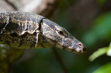 Bir Varan portre resmi