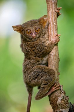 Spektral Tarsier (Tarsius spektrum)