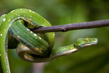 Ağaç brunch üzerinde yeşil python