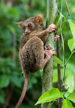 Spektral Tarsier (Tarsius spektrum)
