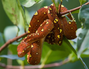 Ağaç brunch üzerinde kahverengi python