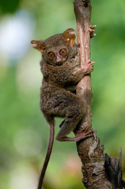 Spektral Tarsier (Tarsius spektrum)