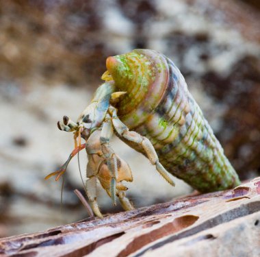Pavurya ahşap tahta oturan