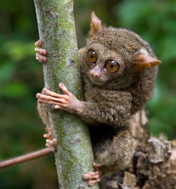 Spektral Tarsier (Tarsius spektrum)