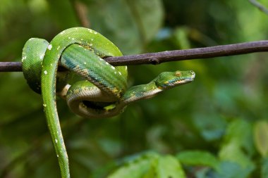 Ağaç brunch üzerinde yeşil python