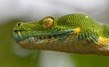 Ağaç brunch üzerinde yeşil python