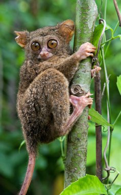Spektral Tarsier (Tarsius spektrum)