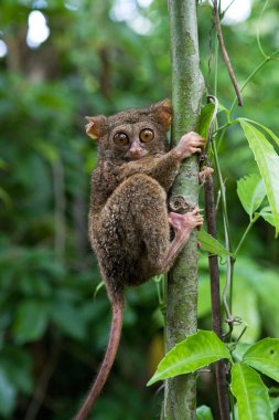 Spektral Tarsier (Tarsius spektrum)