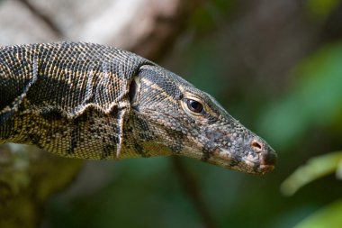 Bir Varan portre resmi