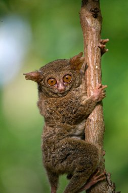 Spektral Tarsier (Tarsius spektrum)