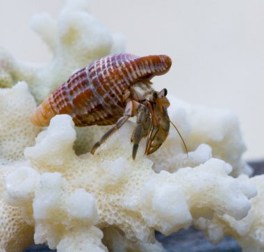 Pavurya mercan üzerinde oturan