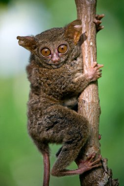 Spektral Tarsier (Tarsius spektrum)