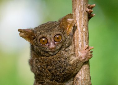 Spectral Tarsier (Tarsius Spectrum) clipart