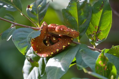 Ağaç brunch üzerinde kahverengi python