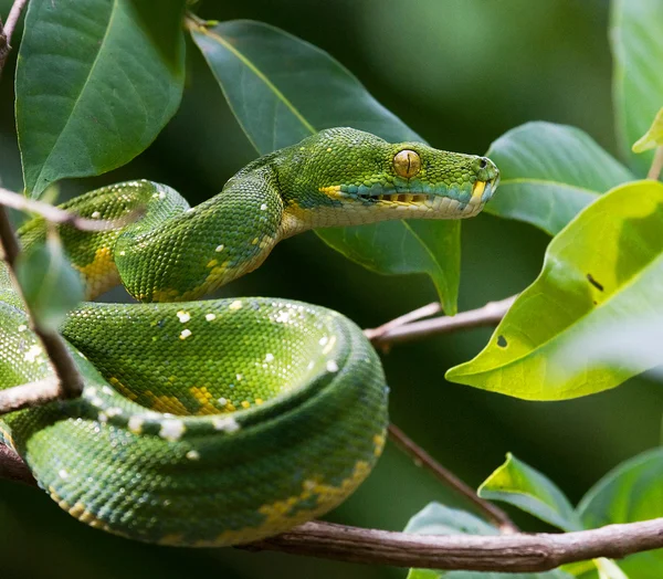 Groene python op boom brunch — Stockfoto