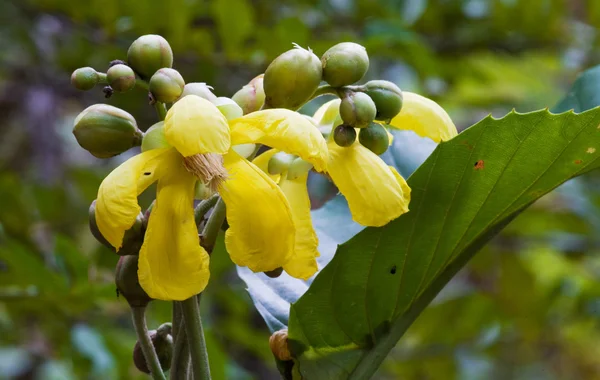 Fleurs tropicales jaunes — Photo