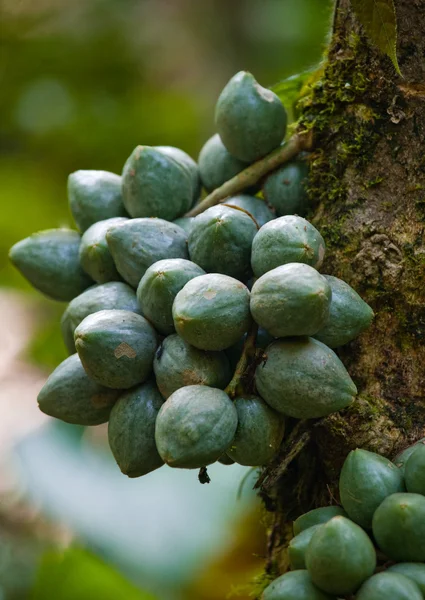 Gröna tropiska frukter — Stockfoto