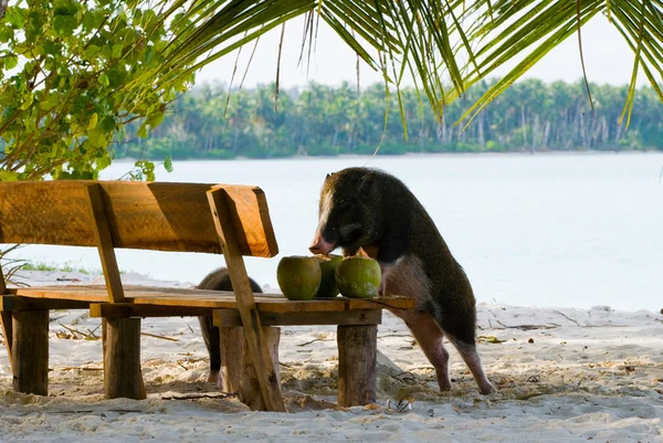 Grisen äter kokosnötter — Stockfoto