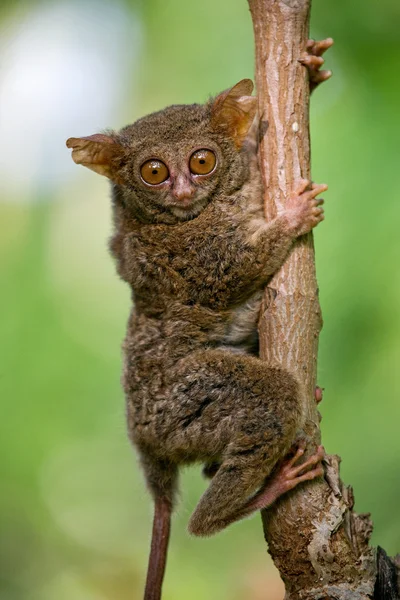 スペクトル メガネザル (Tarsius スペクトル) — ストック写真