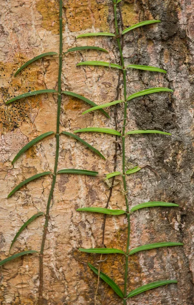 Brindille de plante verte avec des feuilles — Photo