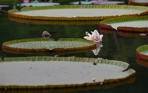 Daun hijau besar dari teratai — Stok Foto