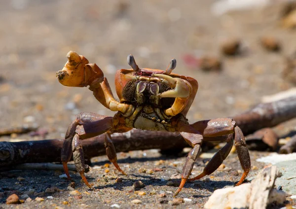 Land crab spread its claws — Stock Photo, Image